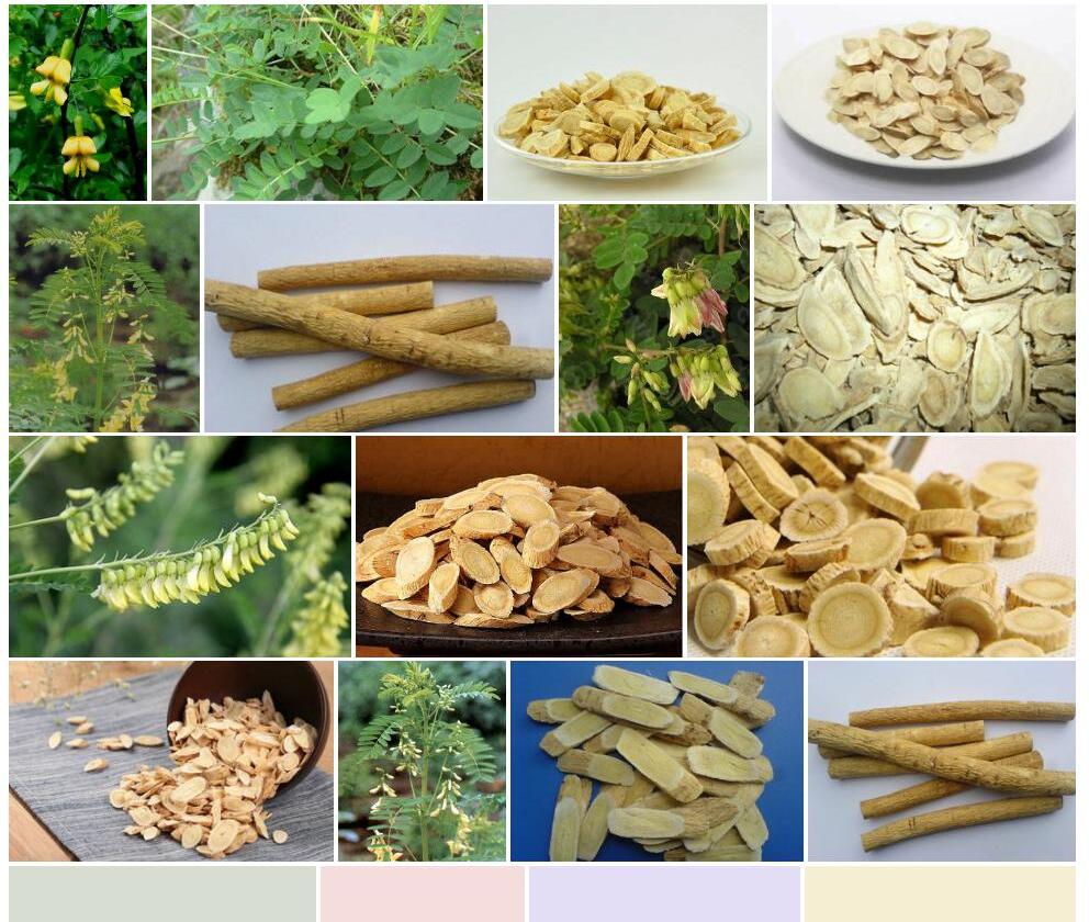 宝兴黄耆照片和图片/