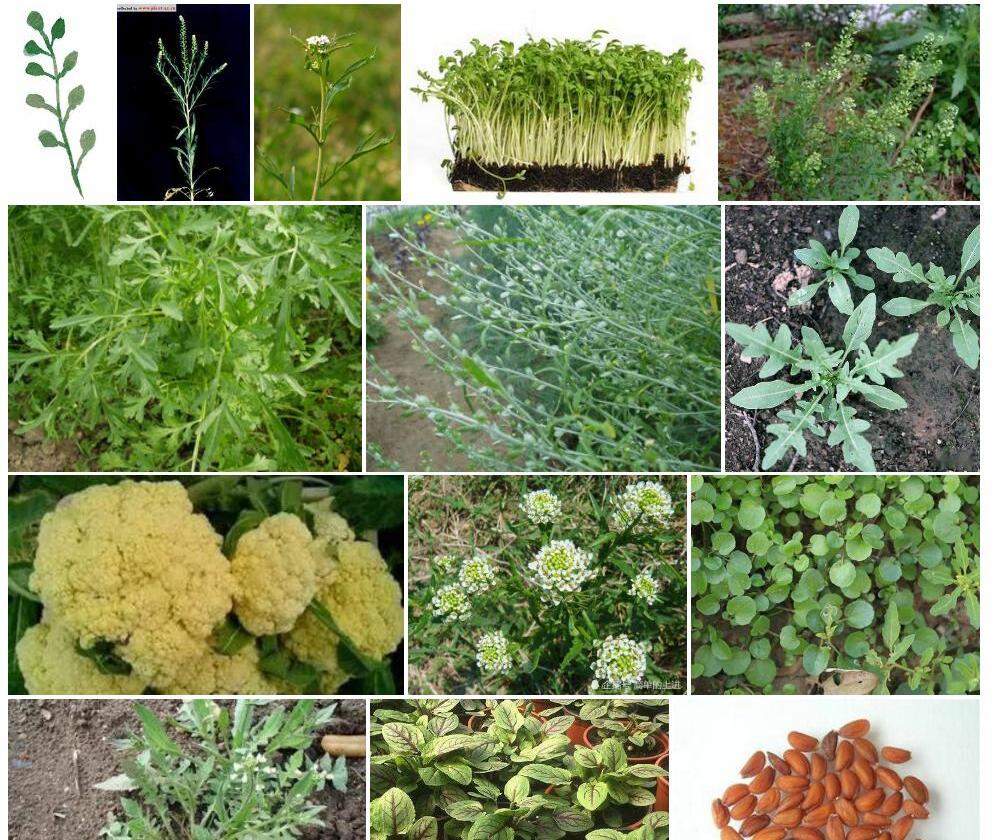家独行菜照片和图片/