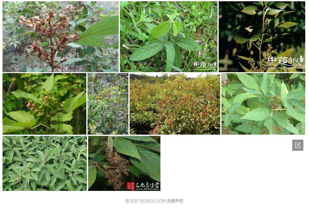 宽叶千斤拔照片和图片/