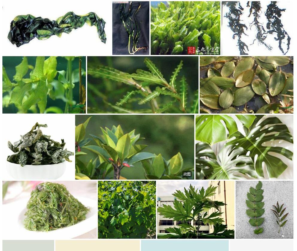 宽叶大叶藻照片和图片/