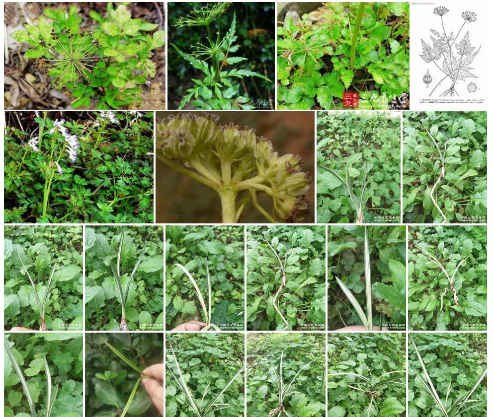 宽叶散血芹照片和图片/