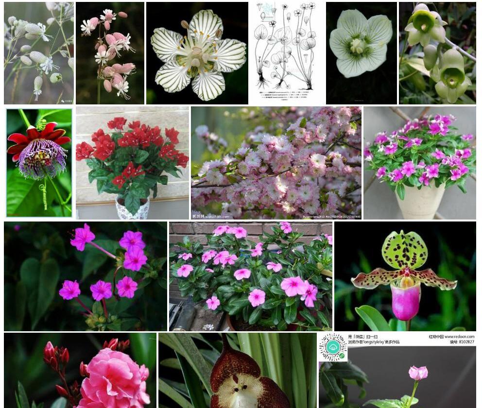 宽叶梅花草照片和图片/