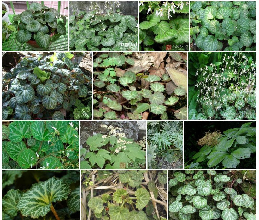 宽叶虎耳草照片和图片/