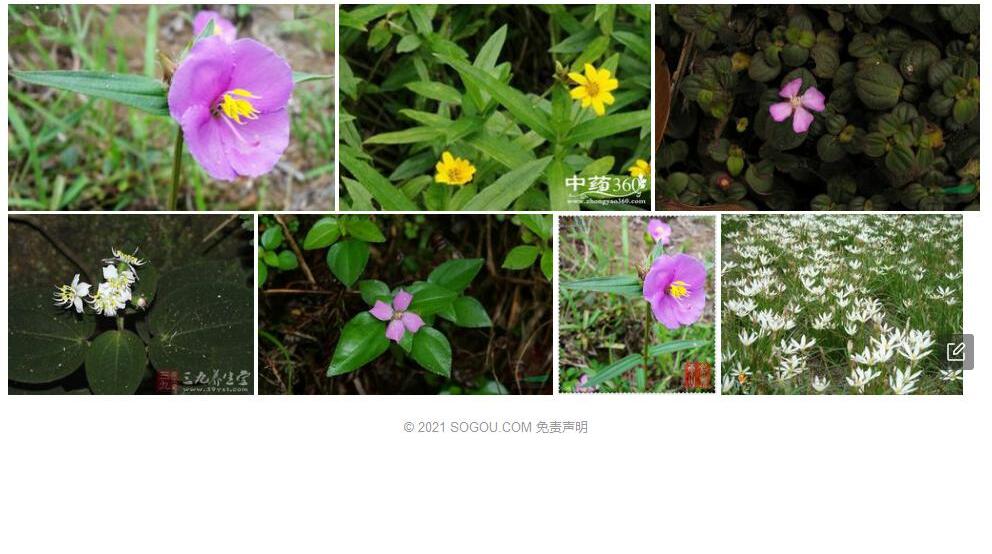 宽叶金锦香照片和图片/