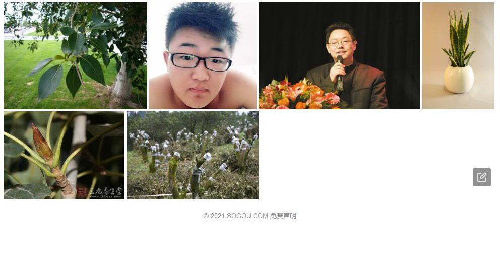 宽叶青杨照片和图片/
