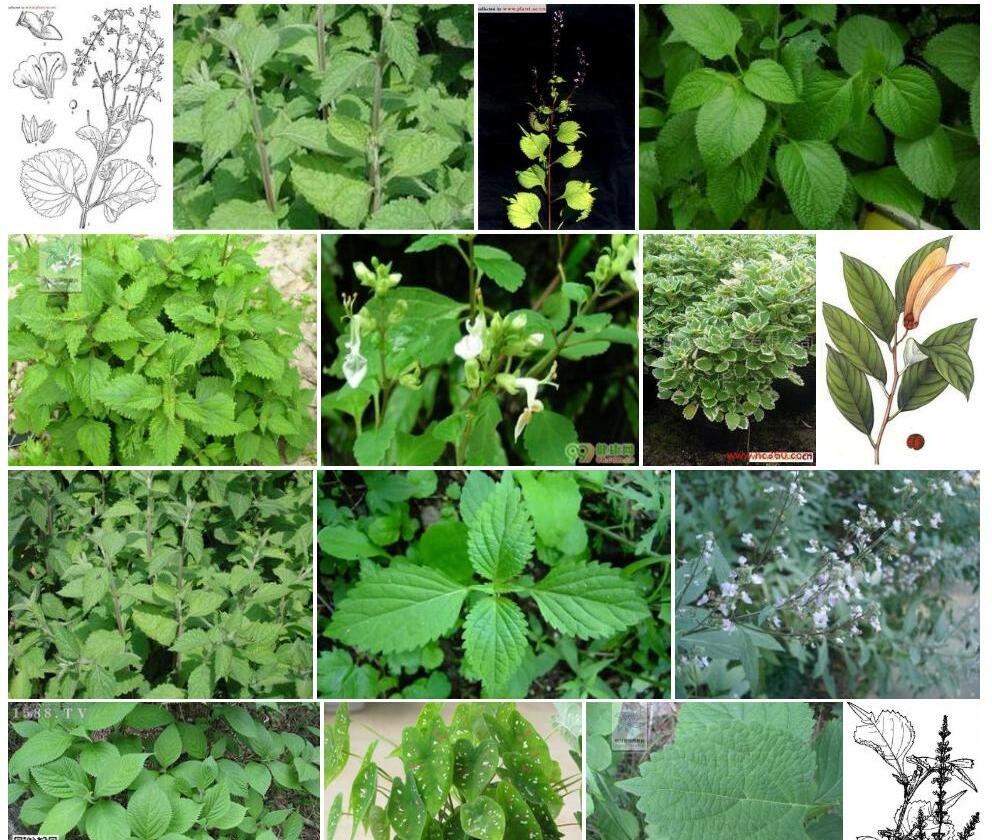 宽叶香茶菜照片和图片/