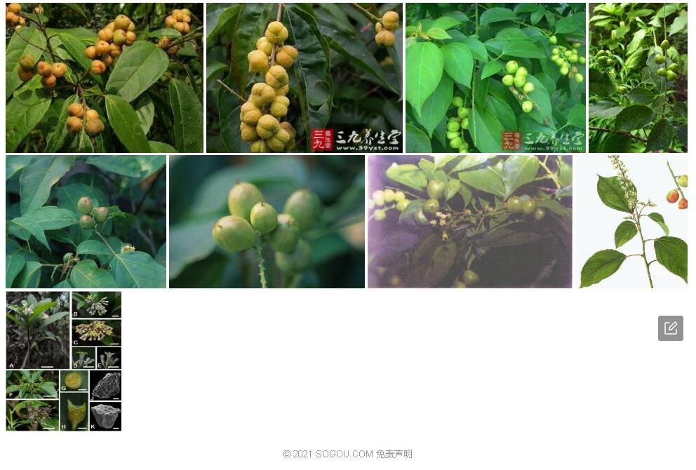 宽昭巴豆照片和图片/