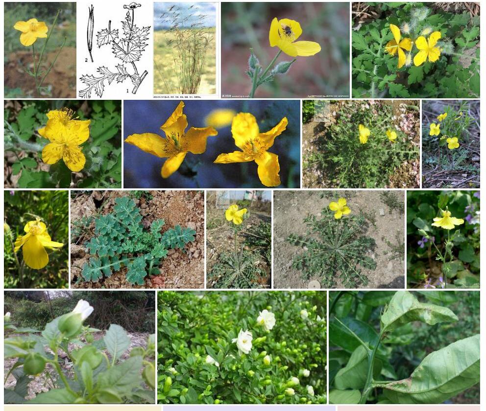 宽果秃疮花照片和图片/