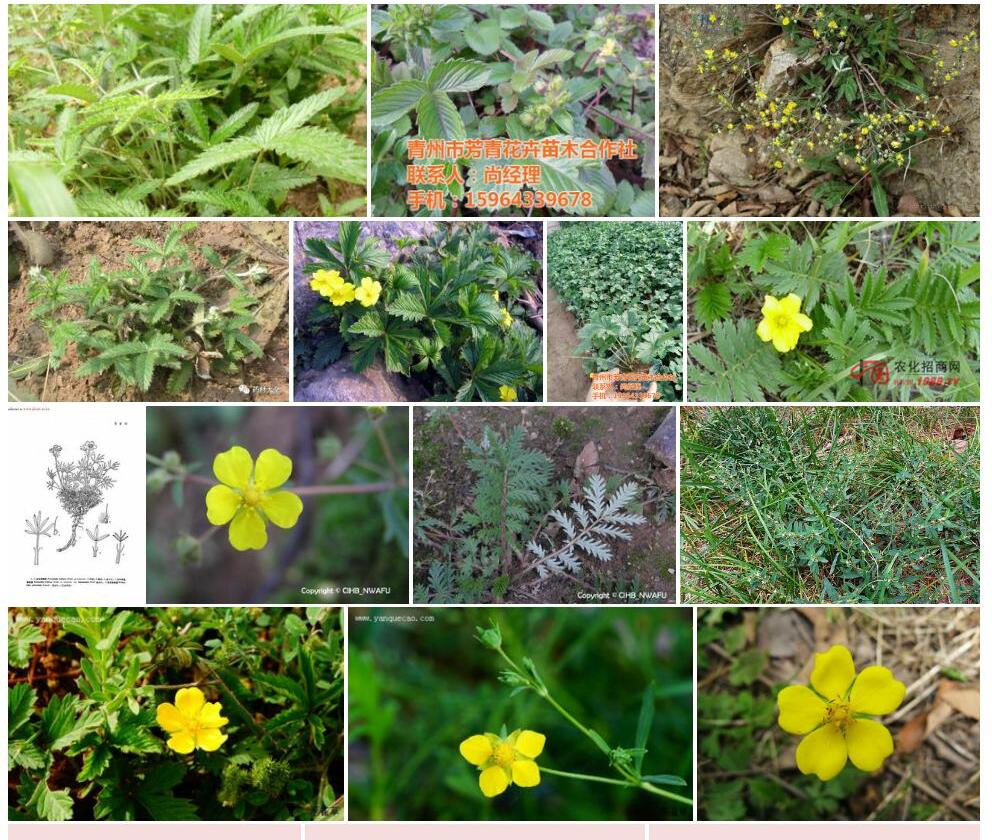 宽柄关节委陵菜照片和图片/
