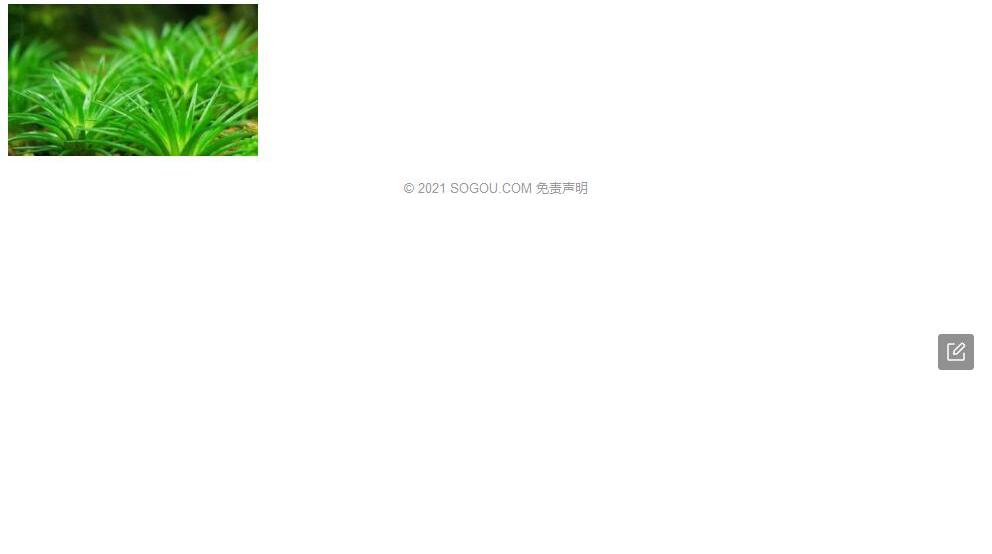 宽玉谷精草照片和图片/