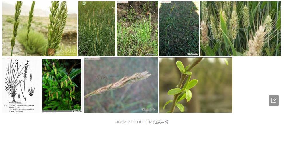 宽穗赖草照片和图片/