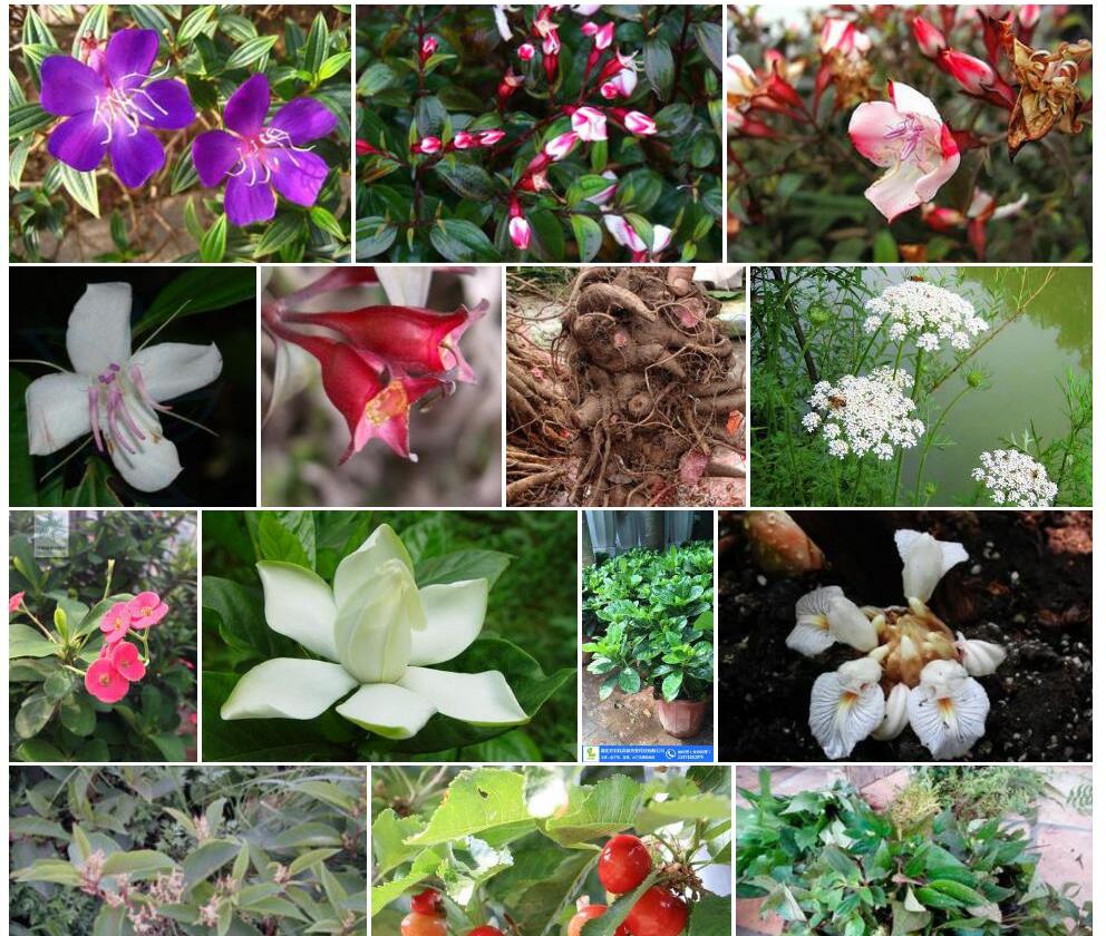 宽翅棱果花照片和图片/