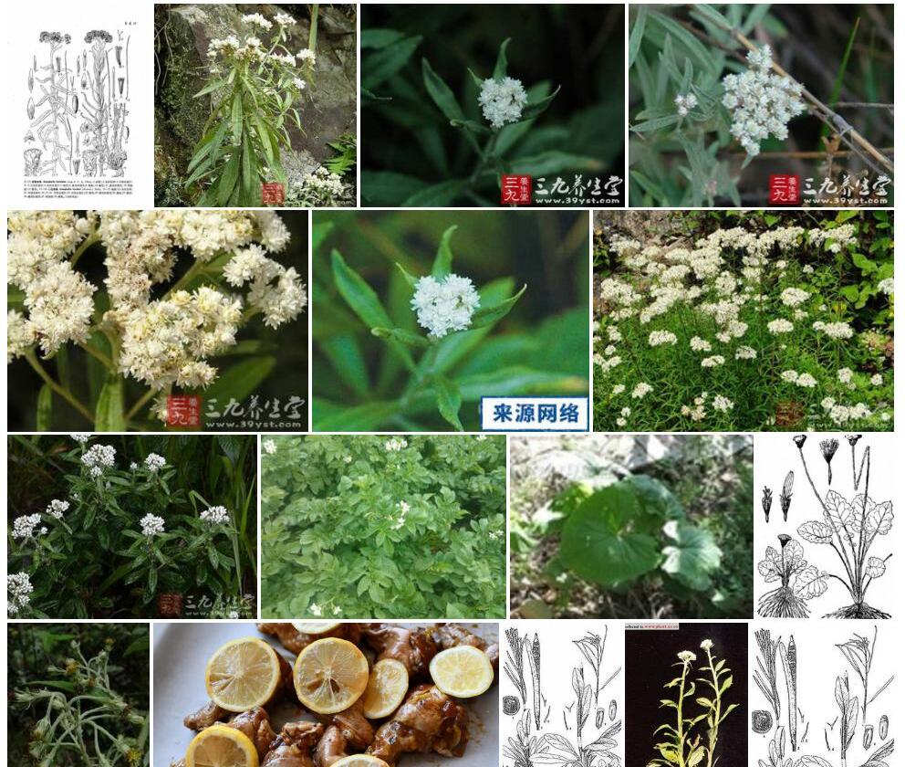 宽翅香青照片和图片/