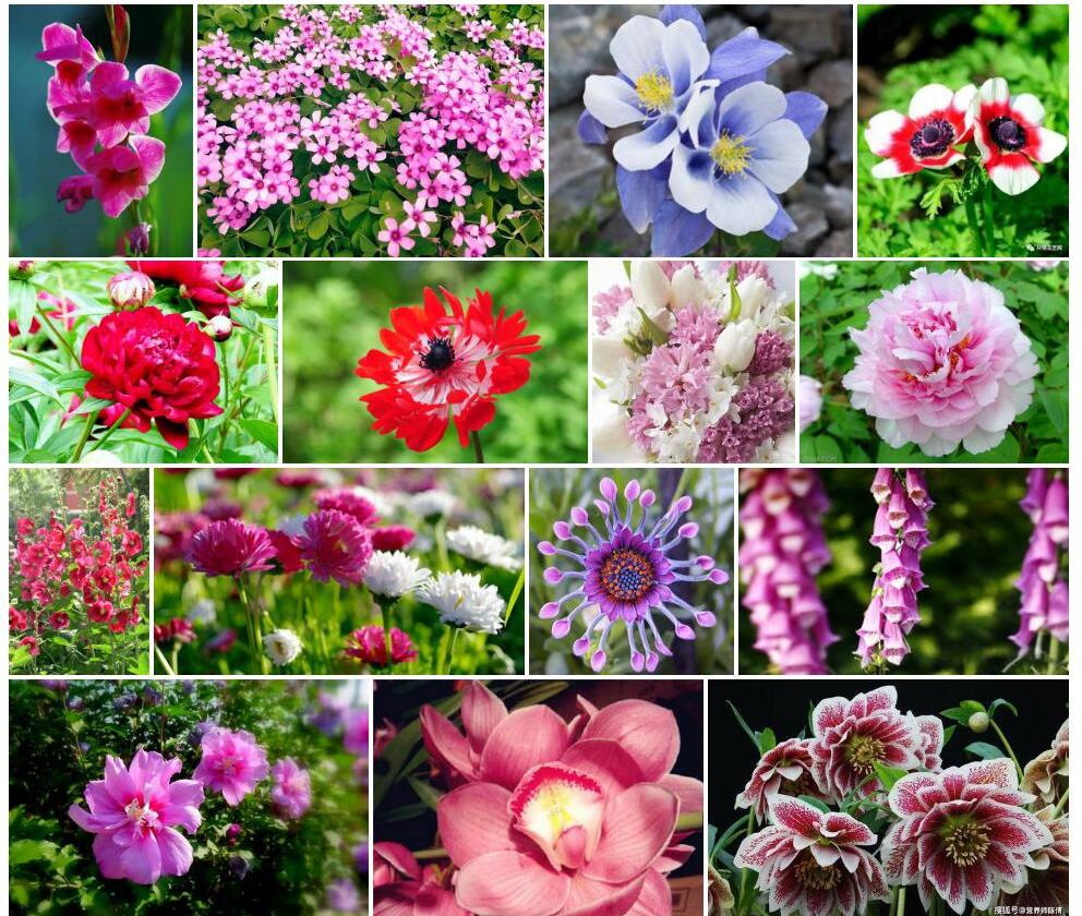 宽花美花毛建草照片和图片/