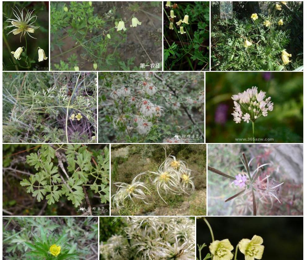 宽芹叶铁线莲照片和图片/