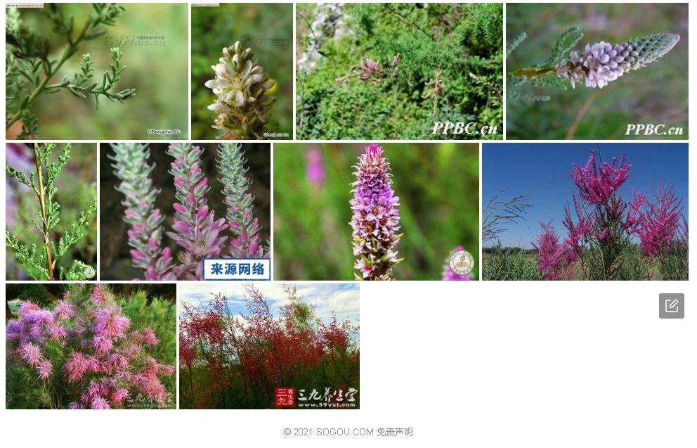 宽苞水柏枝照片和图片/