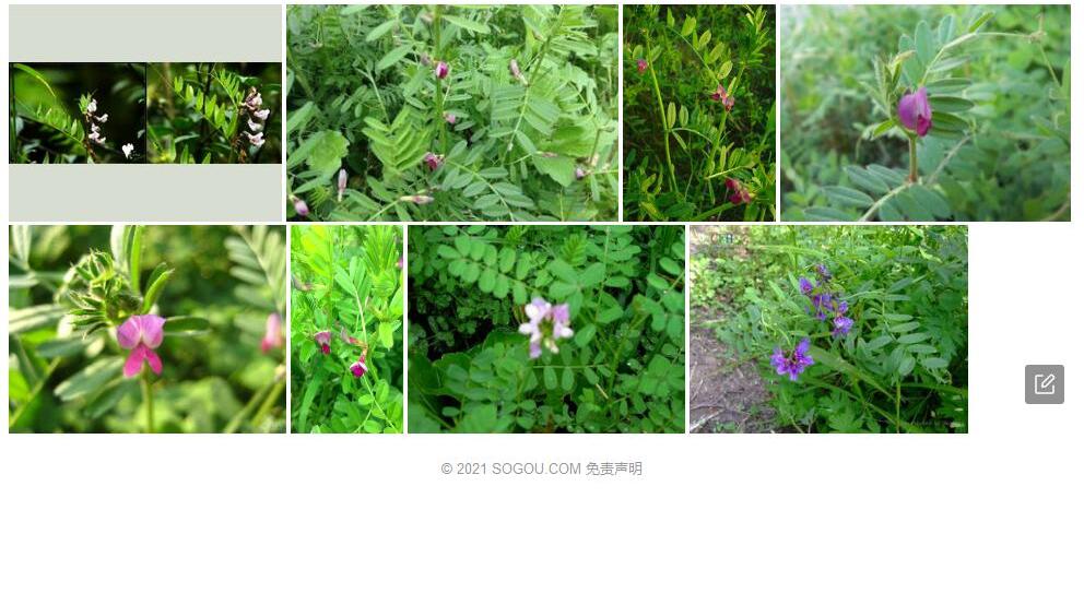宽苞野豌豆照片和图片/