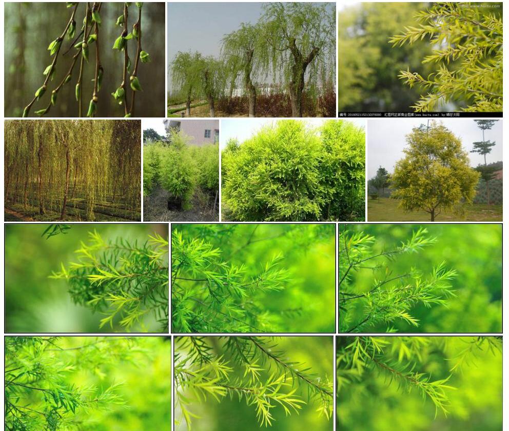 宽苞金背柳照片和图片/