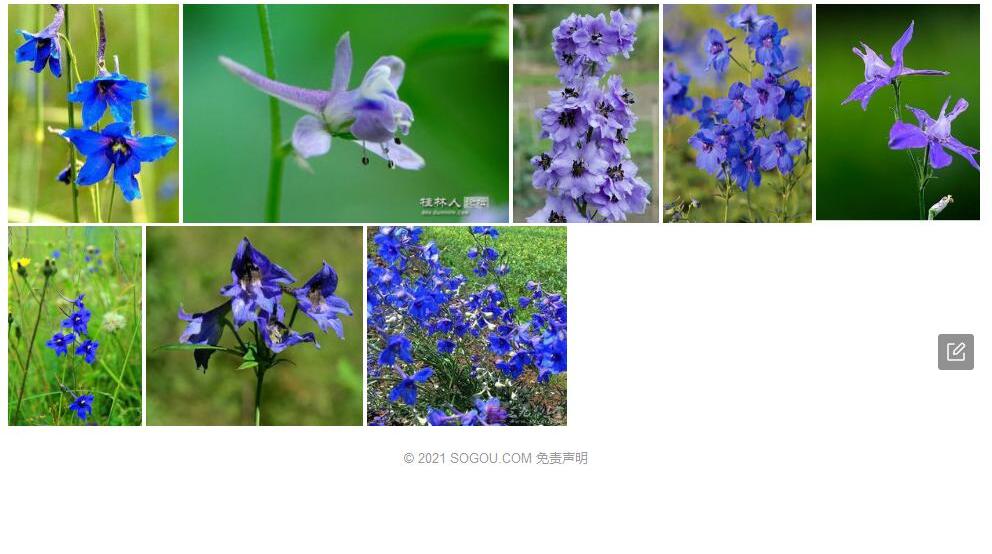 宽萼翠雀花照片和图片/