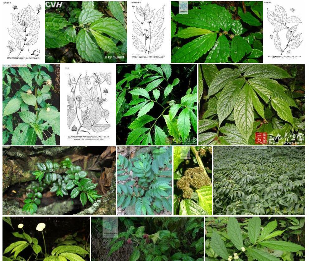 宽角楼梯草照片和图片/