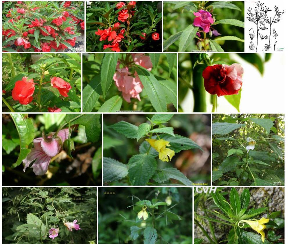 宽距凤仙花照片和图片/