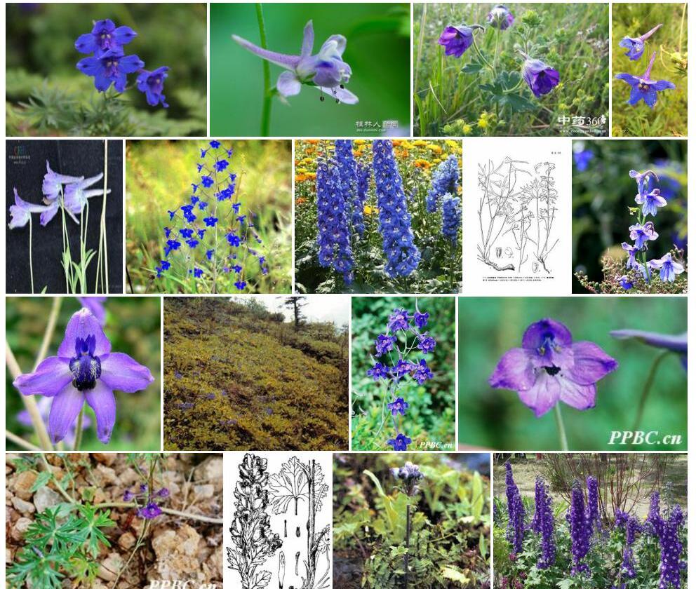宽距翠雀花照片和图片/