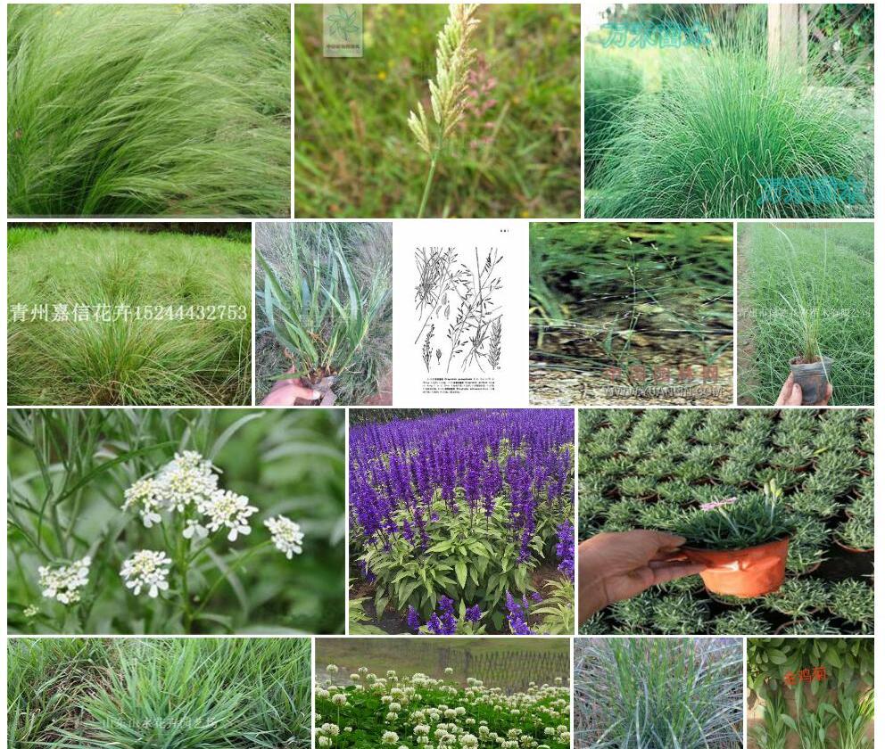 宿根画眉草照片和图片/