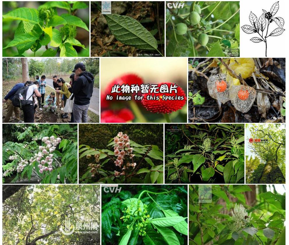 宿萼木照片和图片/