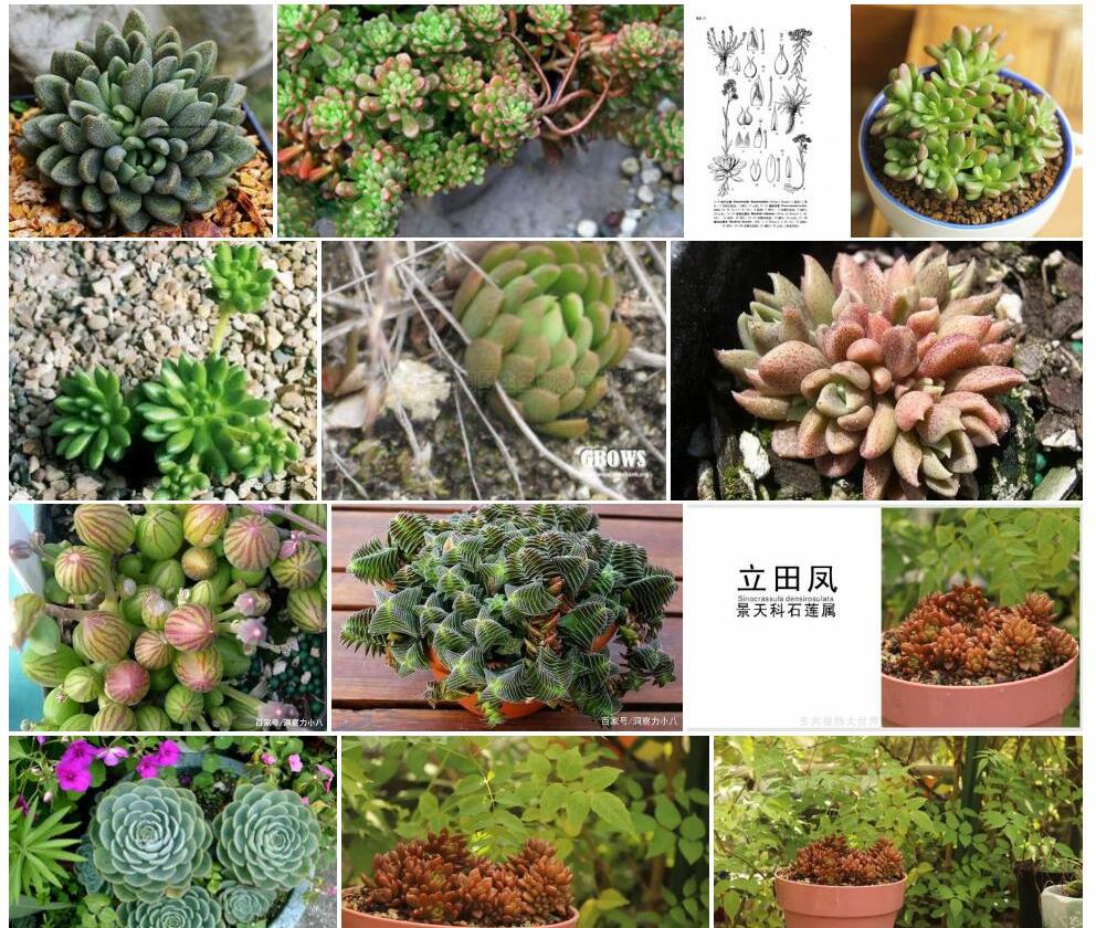密叶石莲照片和图片/
