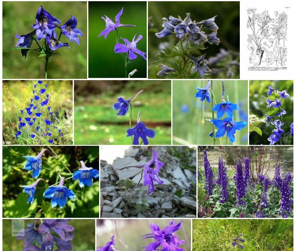 密叶翠雀花照片和图片/