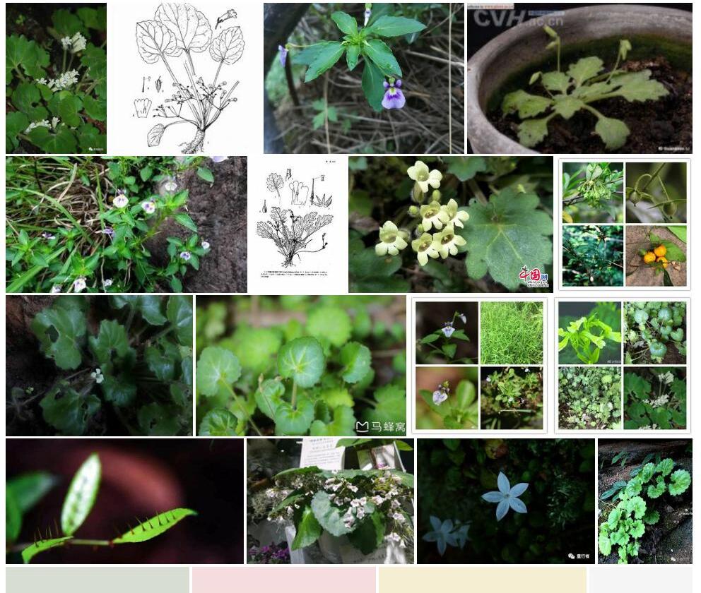 密小花苣苔照片和图片/