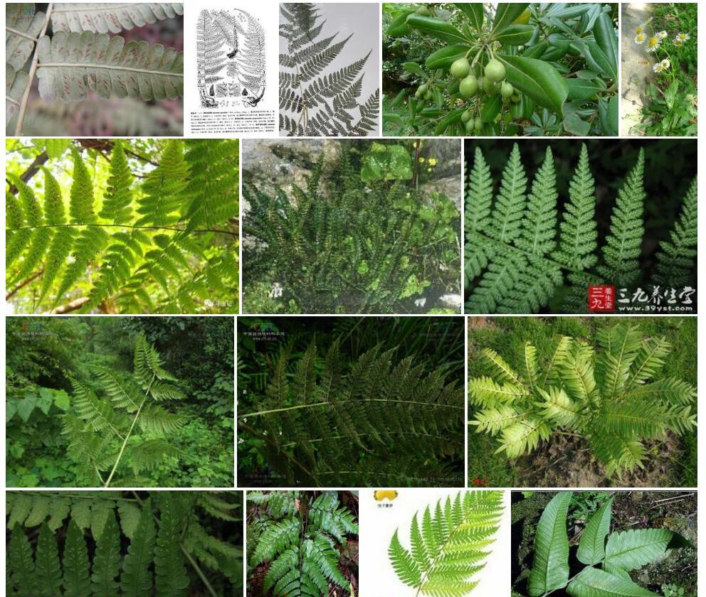 密果短肠蕨照片和图片/