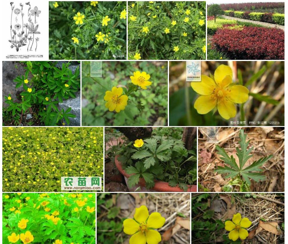 密枝委陵菜照片和图片/