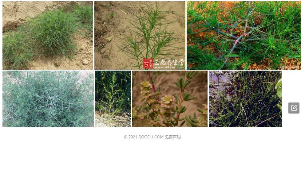 密枝猪毛菜照片和图片/