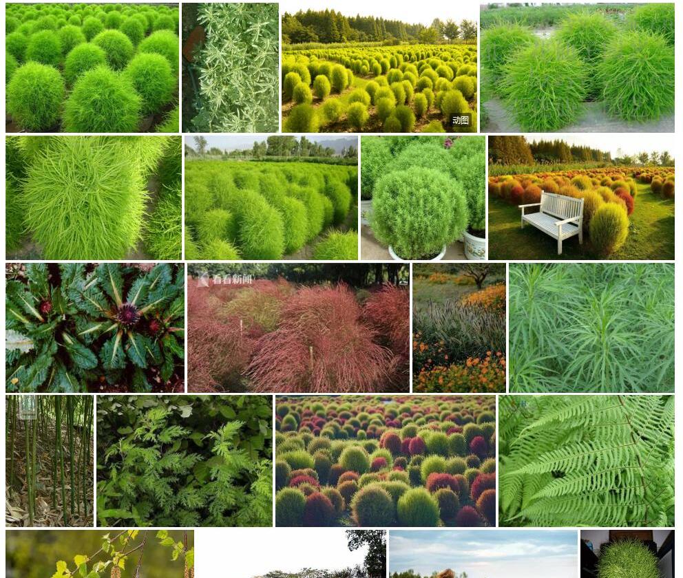 密毛木地肤照片和图片/