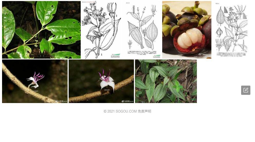 密毛柏拉木照片和图片/
