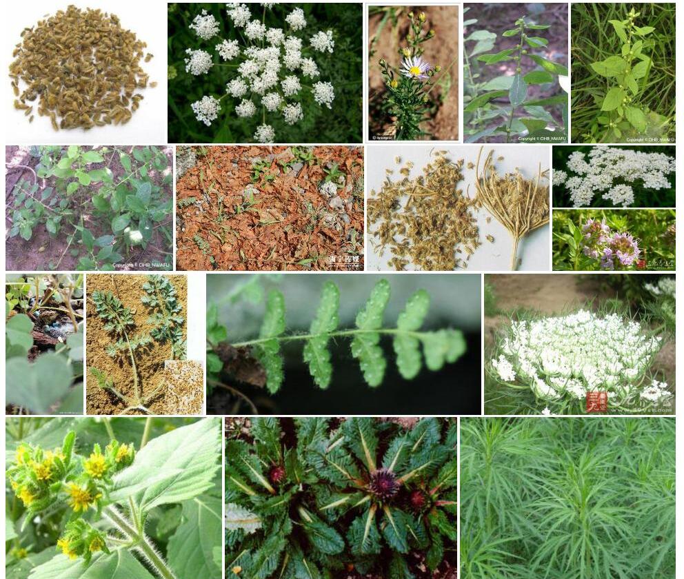 密毛鹤虱照片和图片/