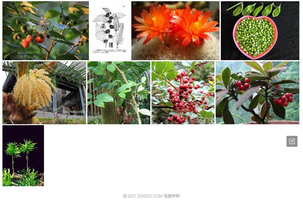 密疣菝葜照片和图片/
