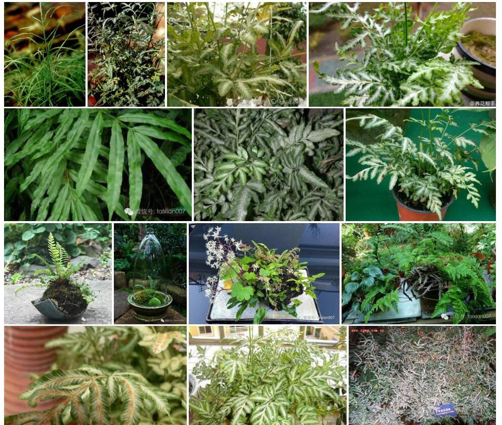 密脉凤尾蕨照片和图片/