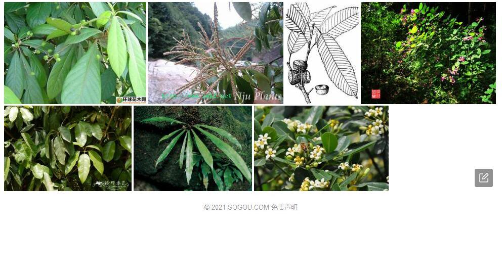 密脉柯照片和图片/
