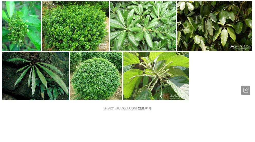 密脉海桐照片和图片/