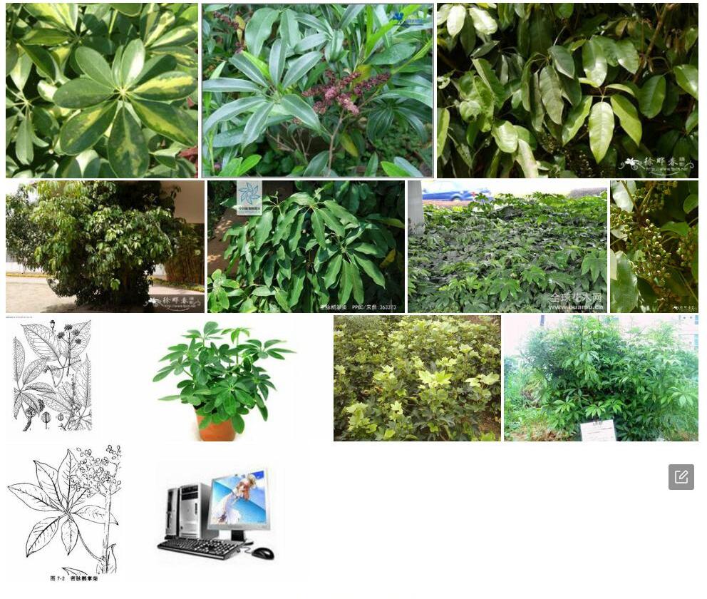 密脉鹅掌柴照片和图片/