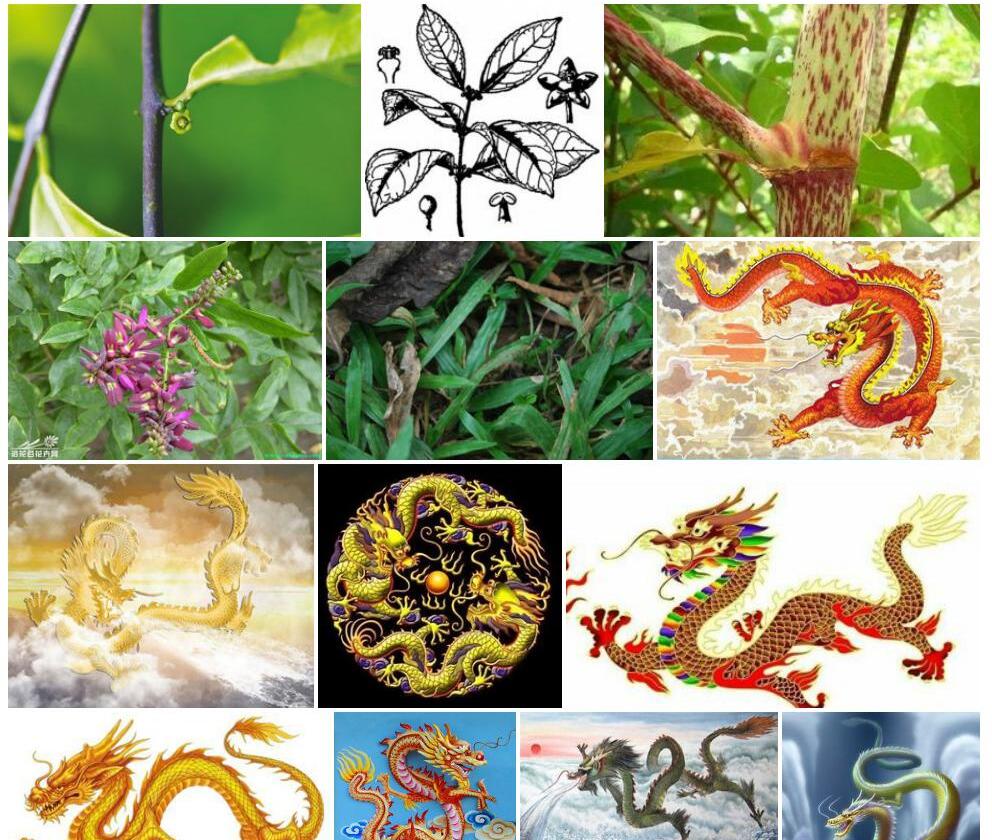 密花五层龙照片和图片/