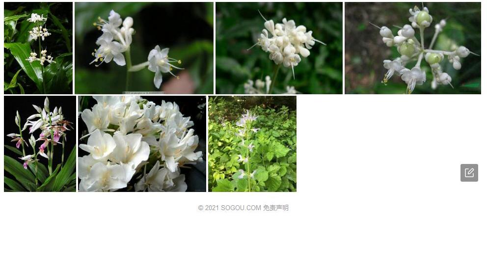 密花杜若照片和图片/