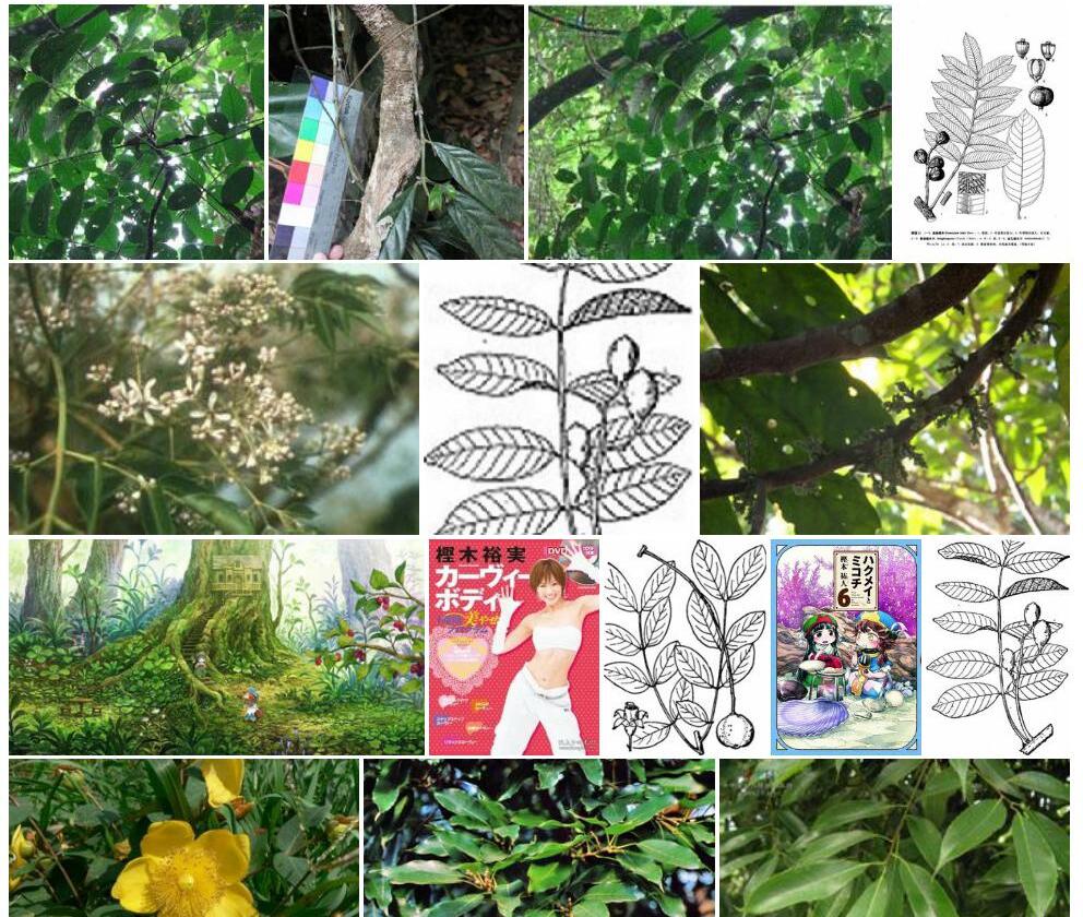 密花樫木照片和图片/