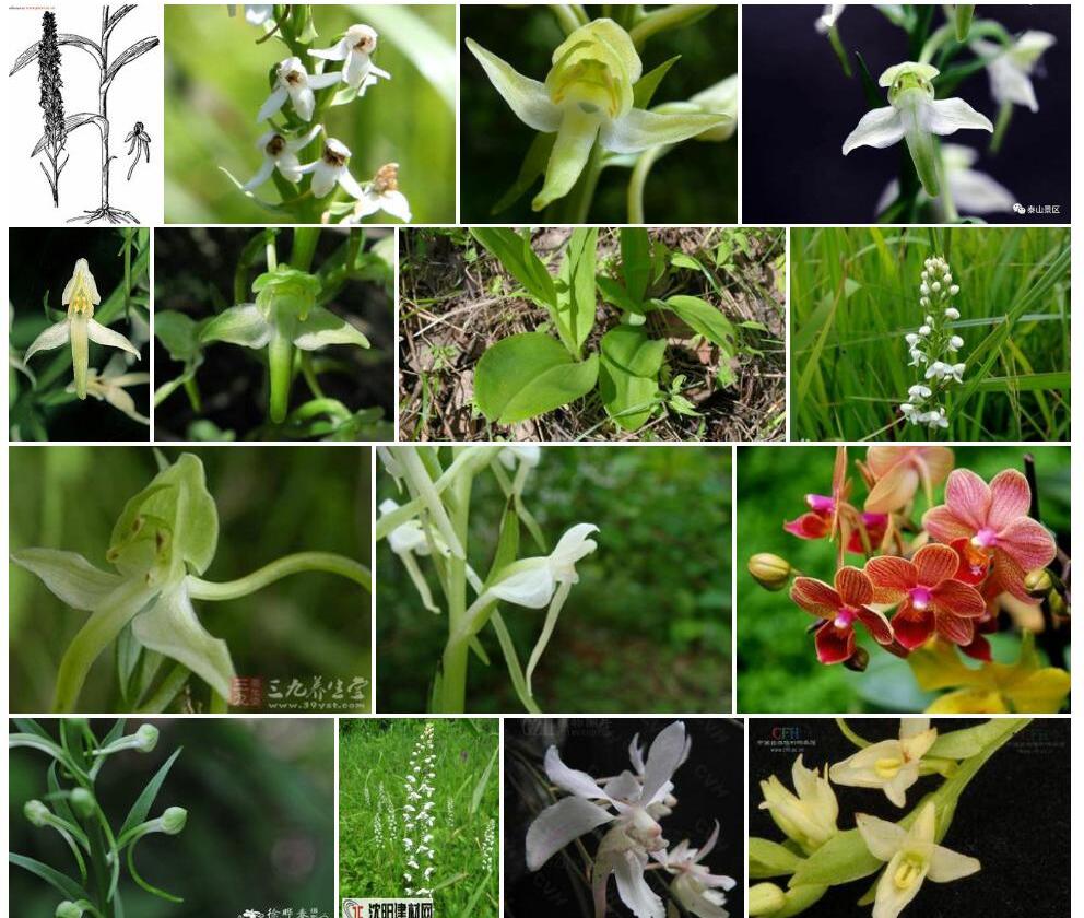 密花舌唇兰照片和图片/