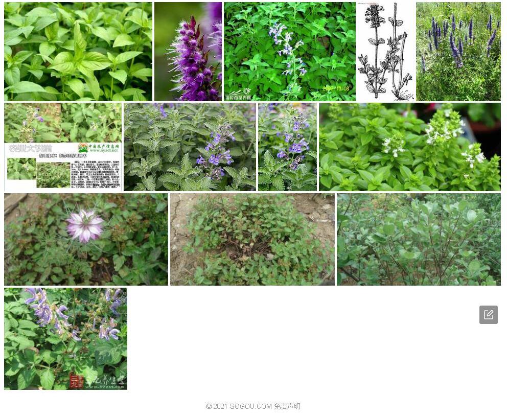 密花荆芥照片和图片/