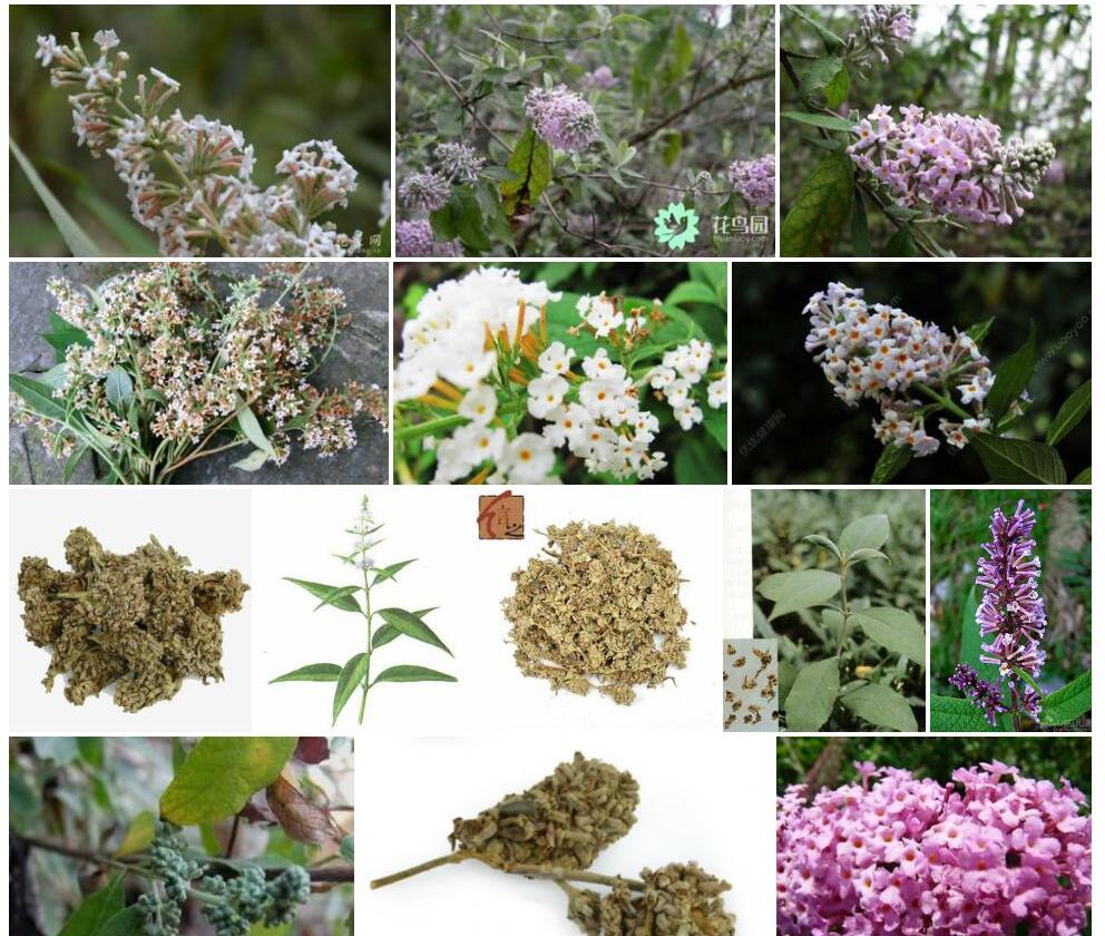 密蒙花照片和图片/