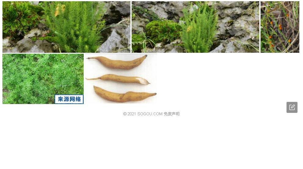 密齿天门冬照片和图片/