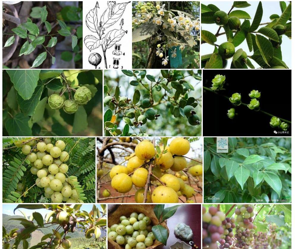富宁油果樟照片和图片/